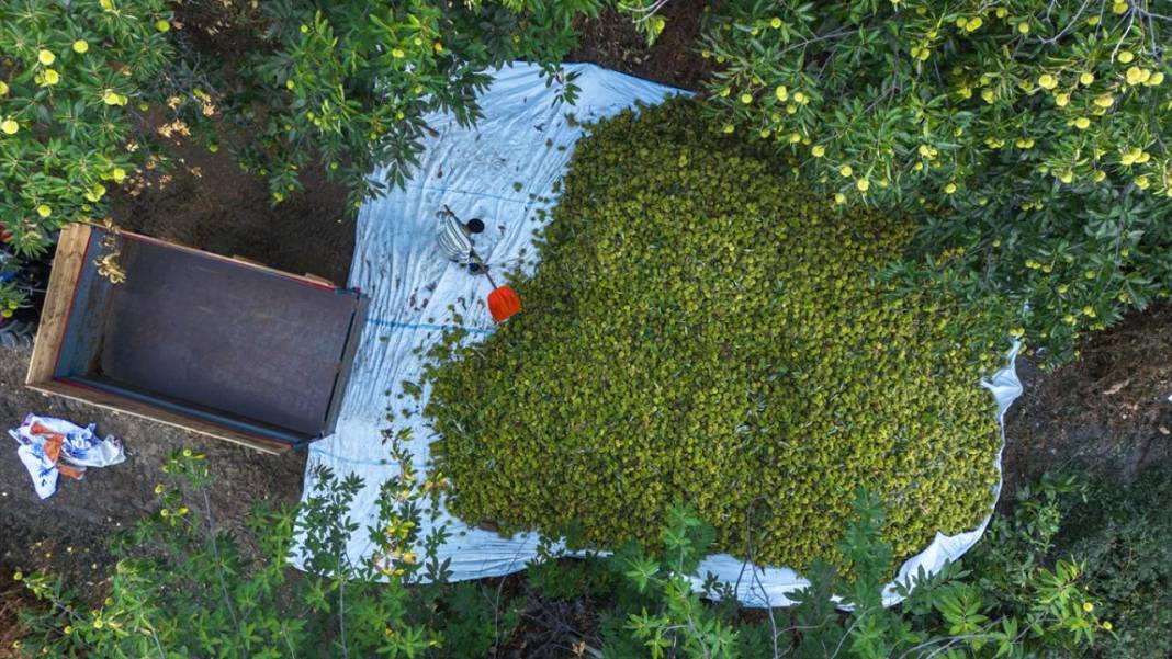 Ödemiş'te kestane hasadı başladı 15