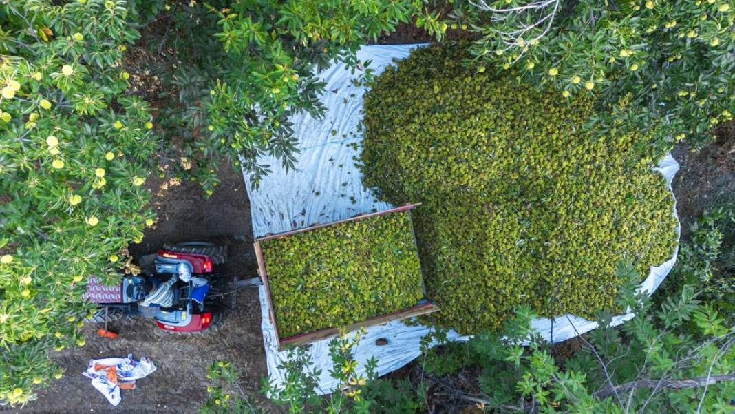 Ödemiş'te kestane hasadı başladı 2