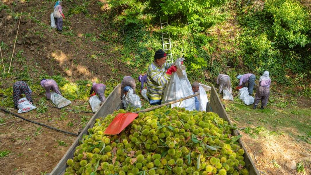 Ödemiş'te kestane hasadı başladı 3