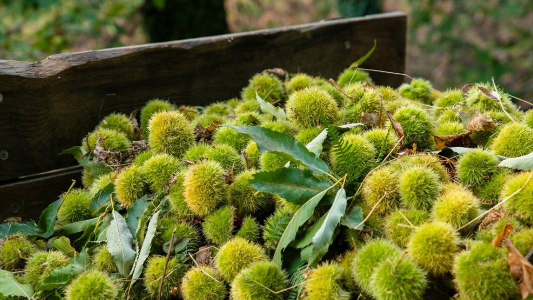 Ödemiş'te kestane hasadı başladı 4