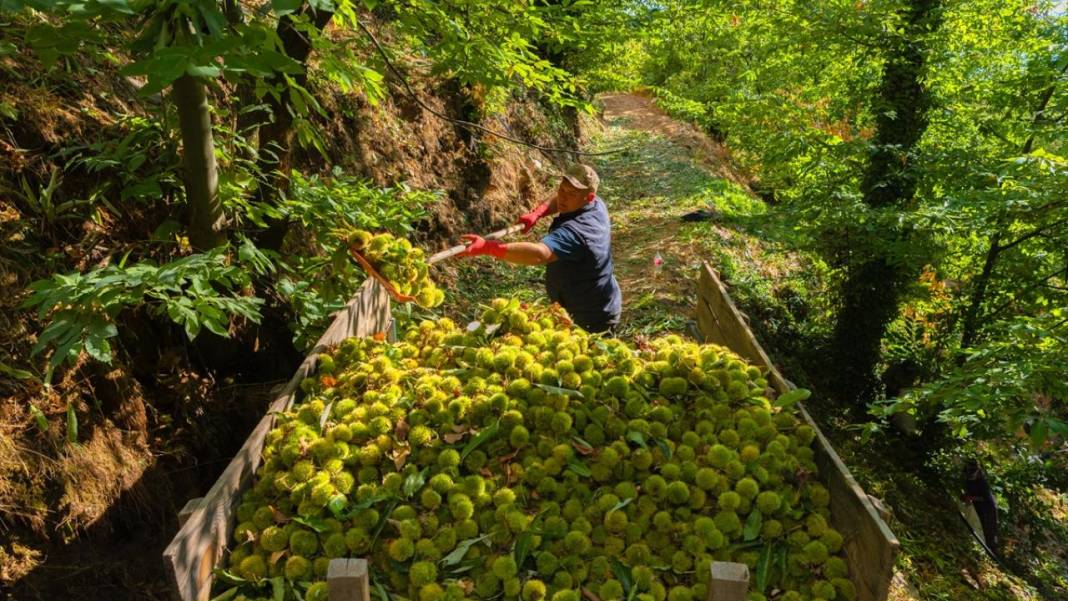 Ödemiş'te kestane hasadı başladı 5