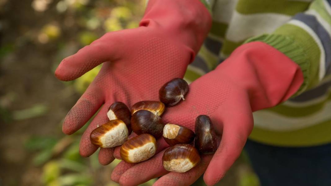 Ödemiş'te kestane hasadı başladı 6