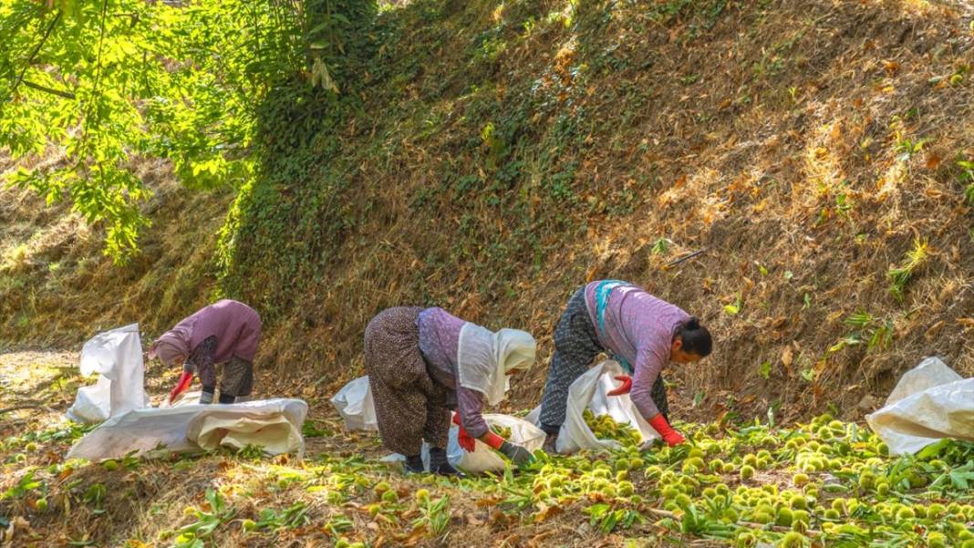 Ödemiş'te kestane hasadı başladı 7
