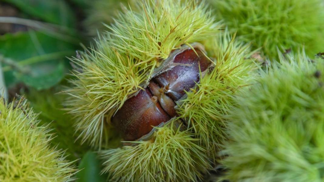 Ödemiş'te kestane hasadı başladı 8