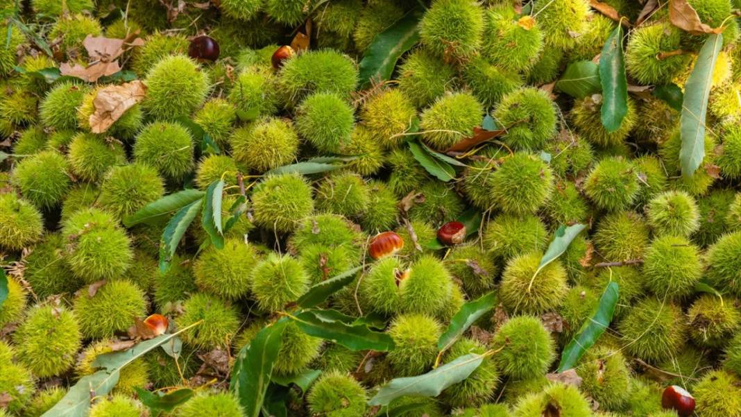 Ödemiş'te kestane hasadı başladı 9