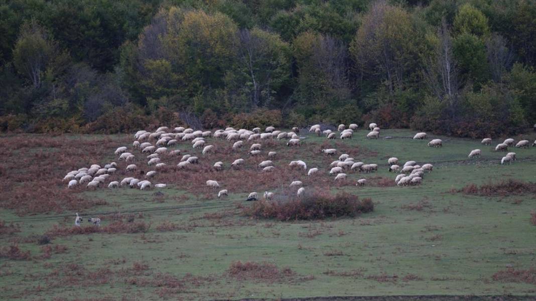 1500 rakımlı Uluvahta Yaylası 15