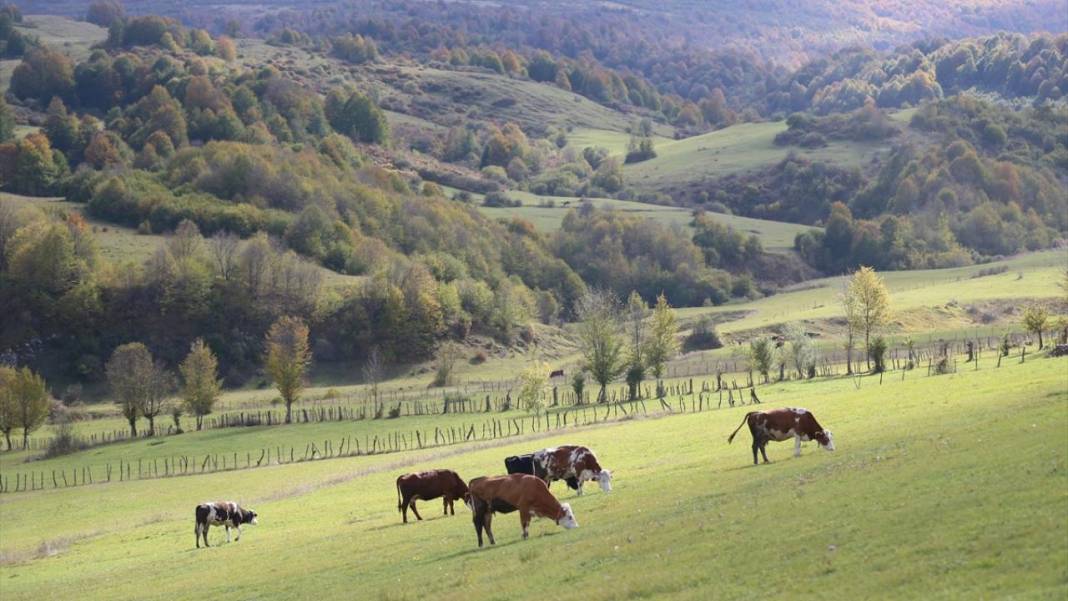 1500 rakımlı Uluvahta Yaylası 5