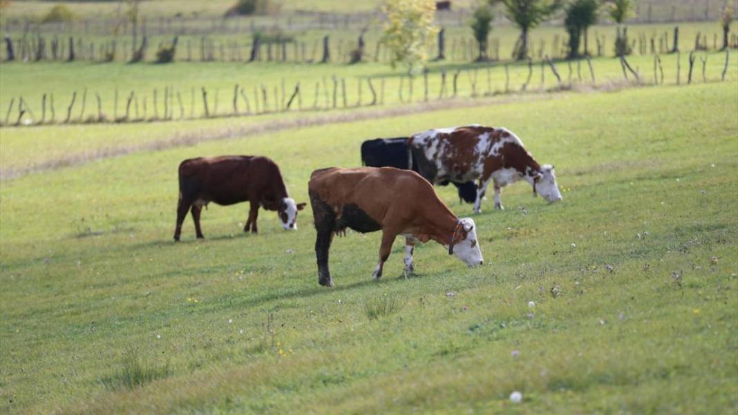 1500 rakımlı Uluvahta Yaylası 6