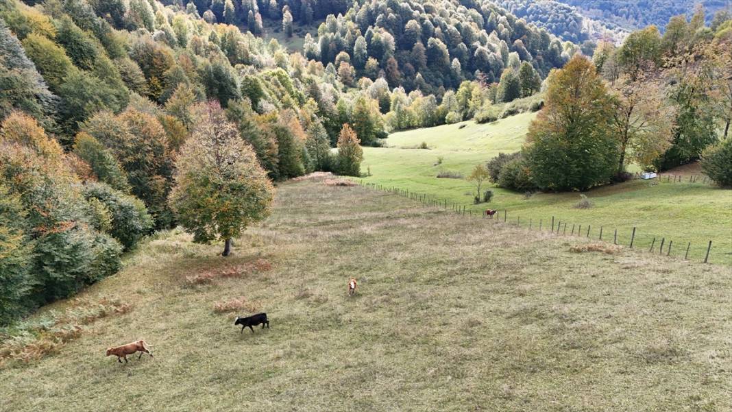 1500 rakımlı Uluvahta Yaylası 9