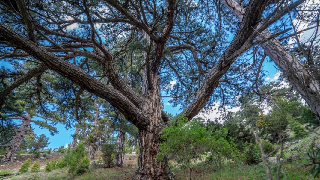 Beydağları'nın asırlık ağaçları 1