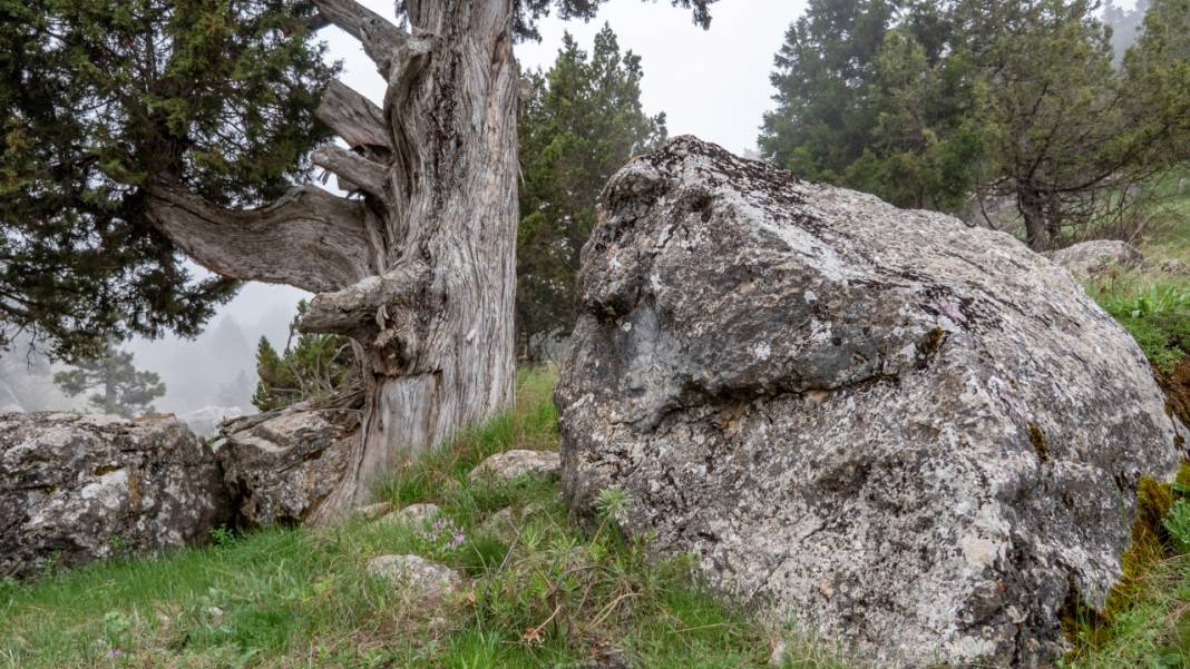 Beydağları'nın asırlık ağaçları 10