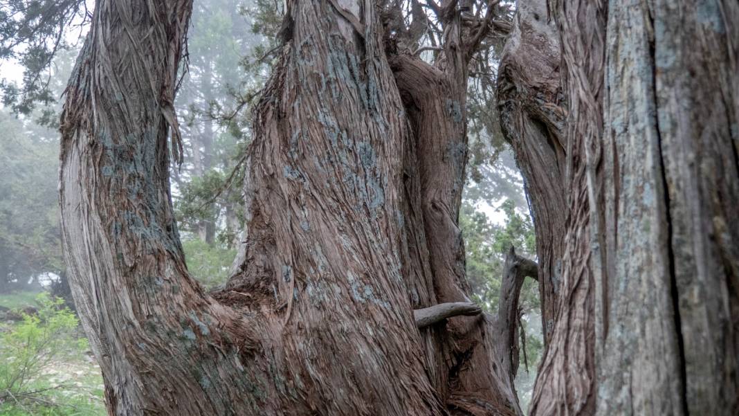 Beydağları'nın asırlık ağaçları 11