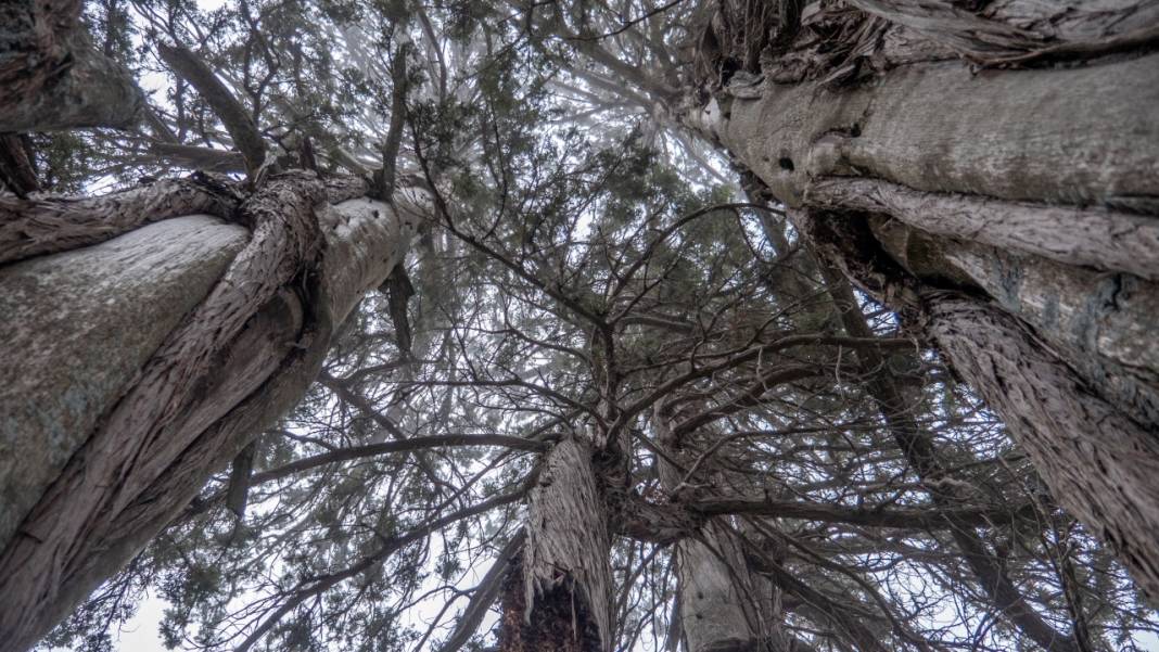 Beydağları'nın asırlık ağaçları 12