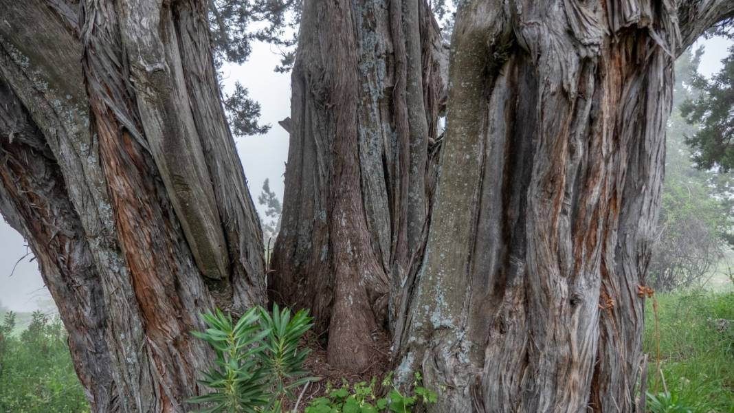Beydağları'nın asırlık ağaçları 13
