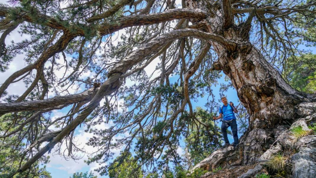 Beydağları'nın asırlık ağaçları 14