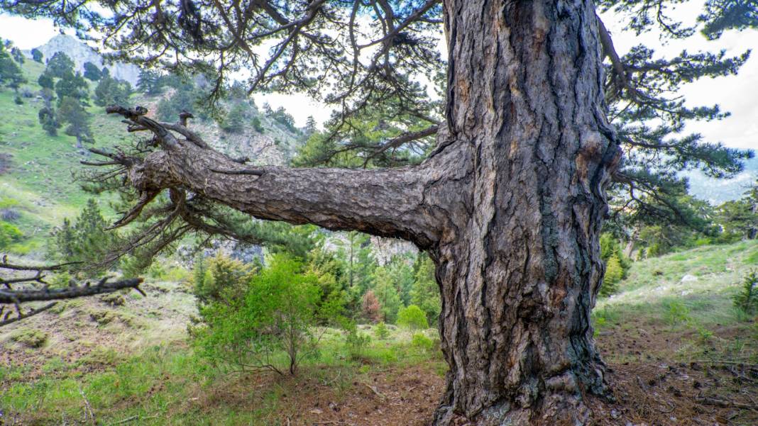 Beydağları'nın asırlık ağaçları 2