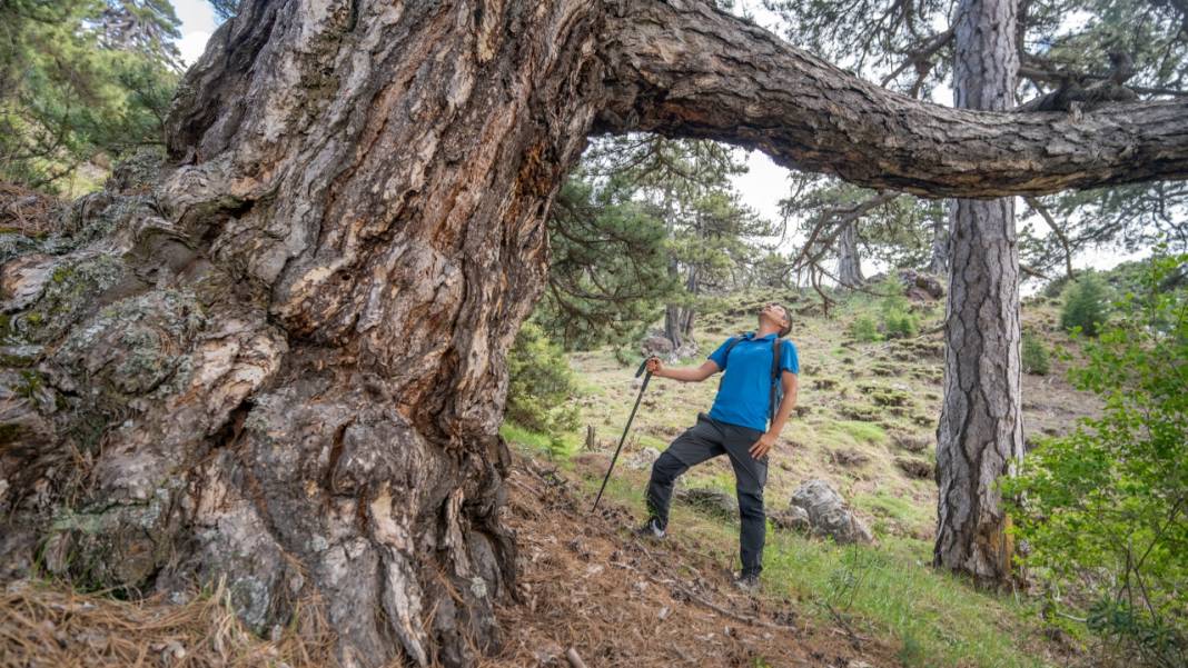 Beydağları'nın asırlık ağaçları 3