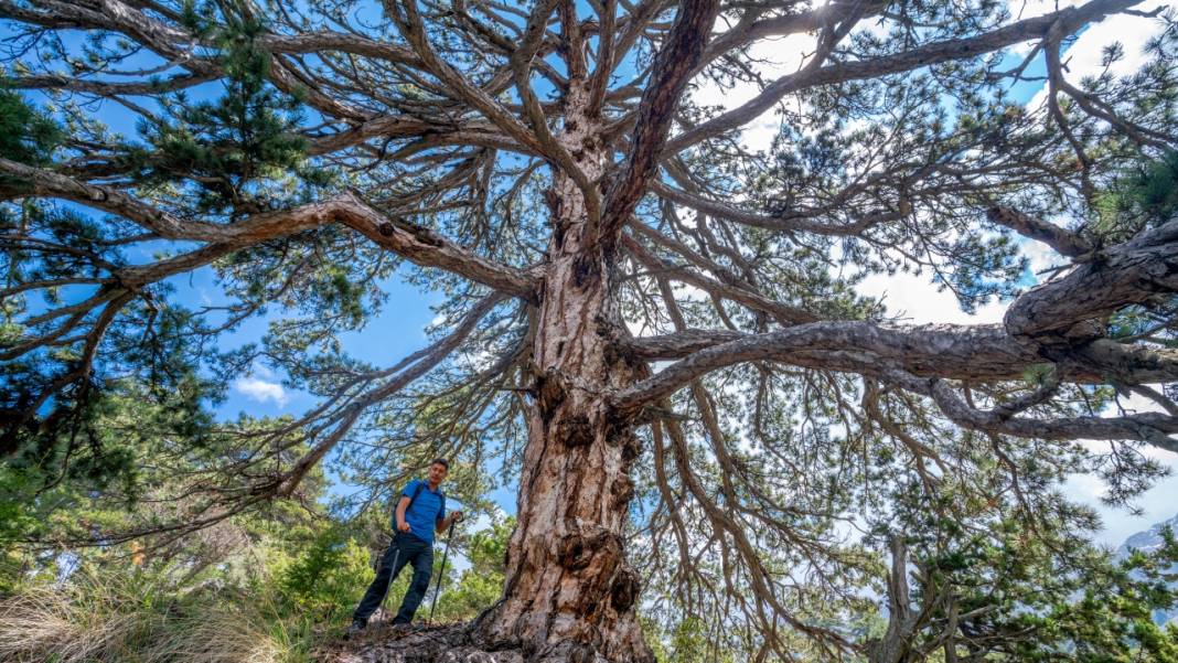 Beydağları'nın asırlık ağaçları 4