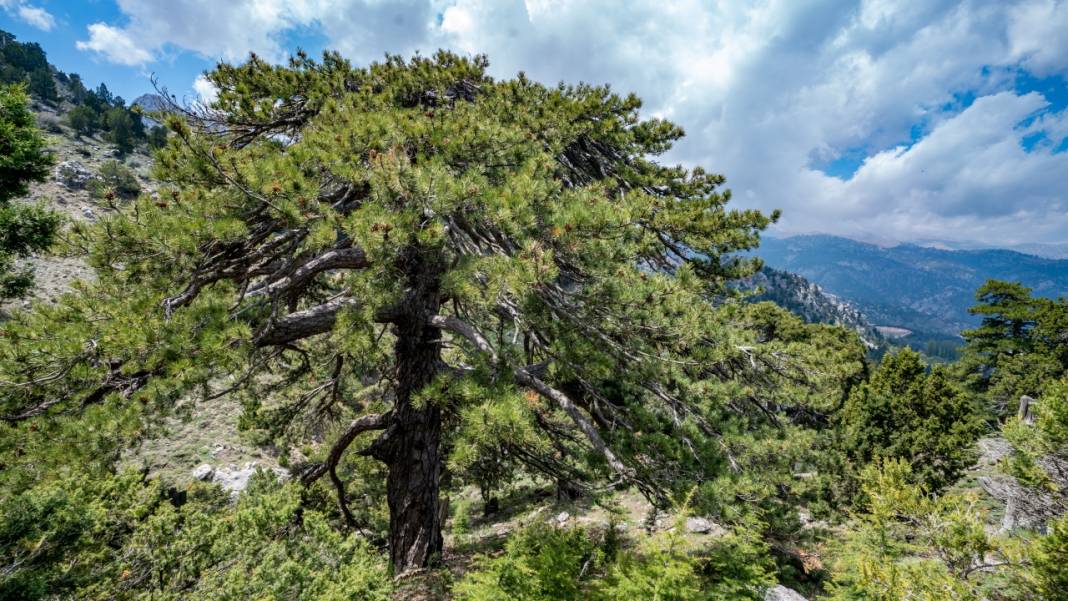 Beydağları'nın asırlık ağaçları 5