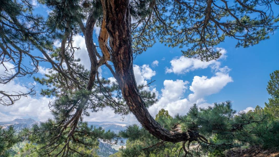 Beydağları'nın asırlık ağaçları 6