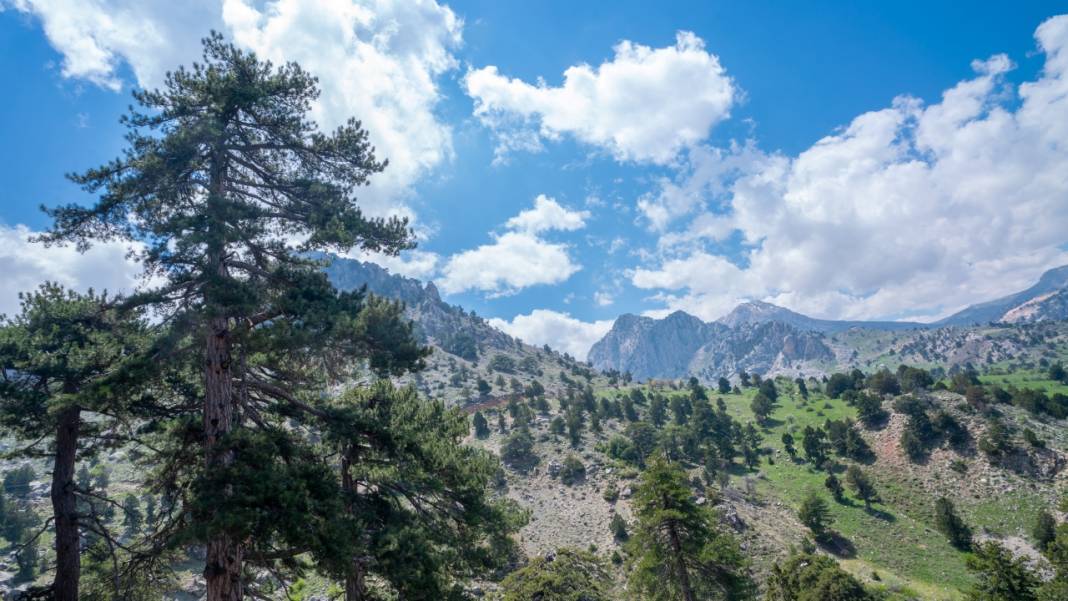 Beydağları'nın asırlık ağaçları 7