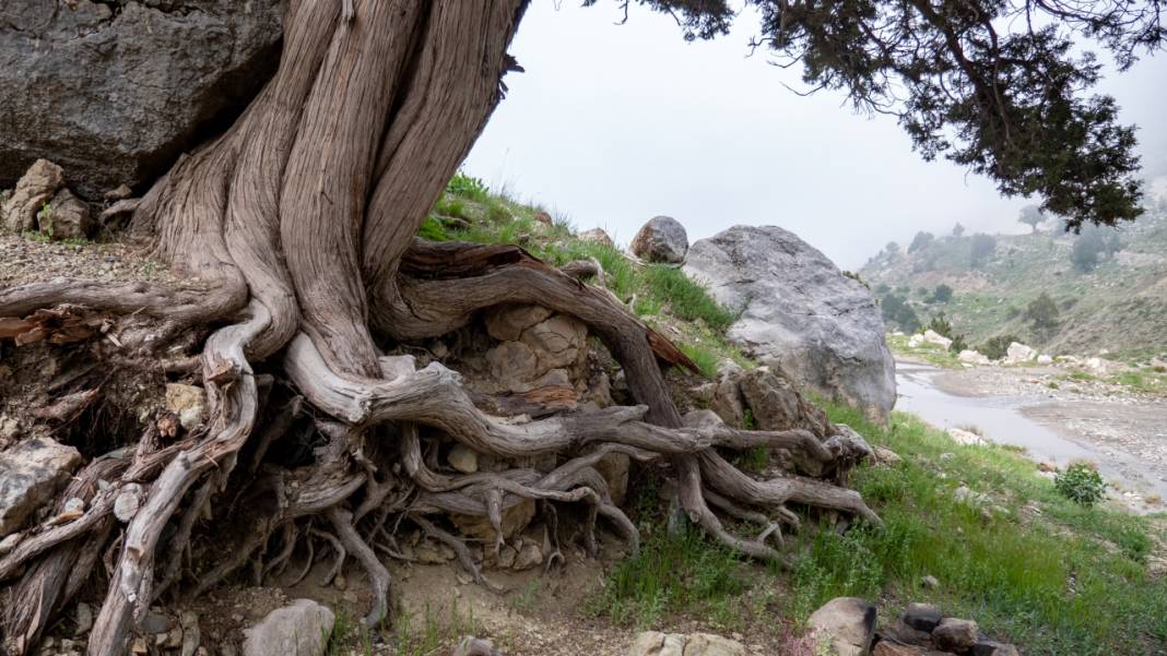 Beydağları'nın asırlık ağaçları 8