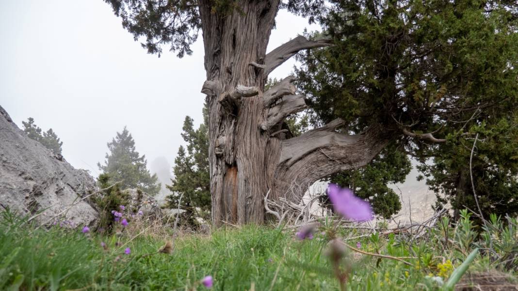 Beydağları'nın asırlık ağaçları 9
