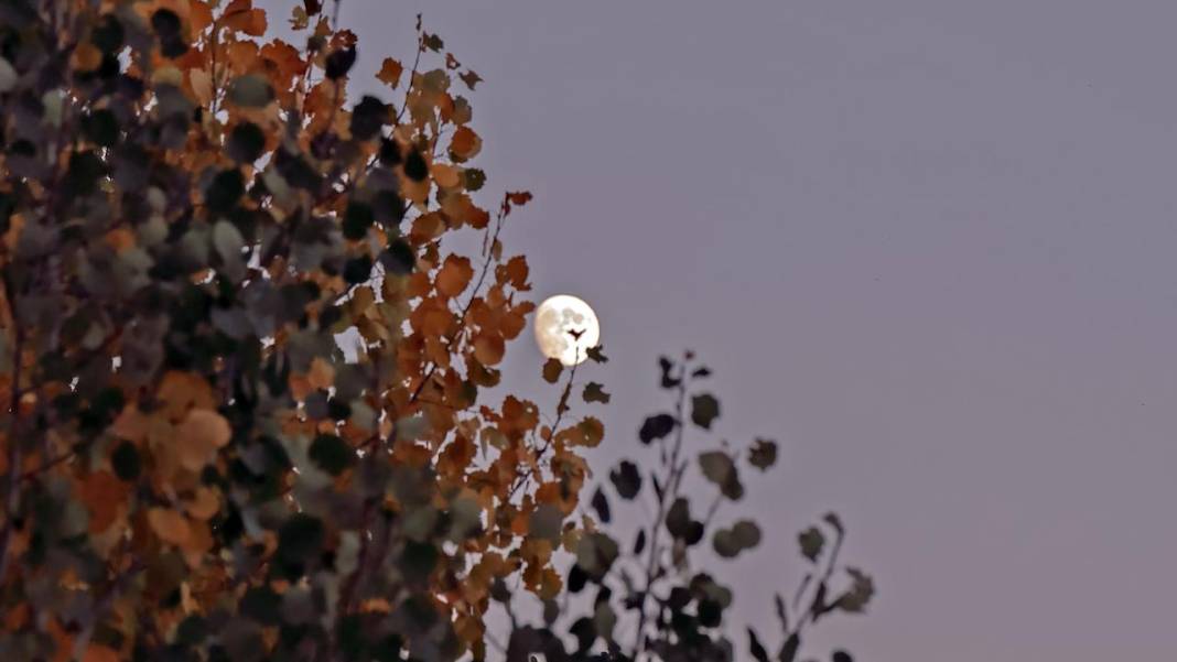 Bitlis'te yıldızlı gece 8