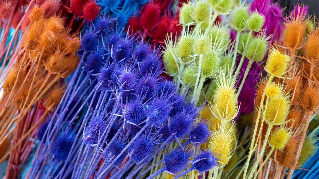 Kuru çiçekçilik sanatıyla baharın renkleri evlere taşınıyor 1