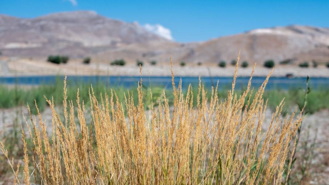 Kuru çiçekçilik sanatıyla baharın renkleri evlere taşınıyor 16