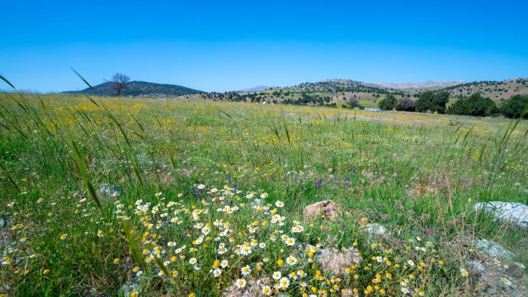Kuru çiçekçilik sanatıyla baharın renkleri evlere taşınıyor 2