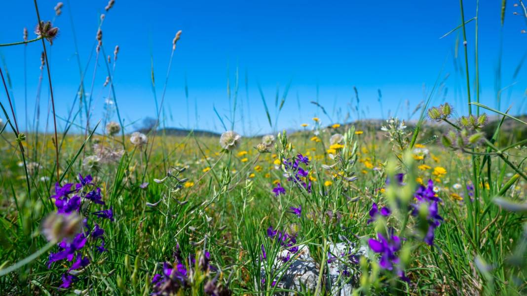 Kuru çiçekçilik sanatıyla baharın renkleri evlere taşınıyor 5