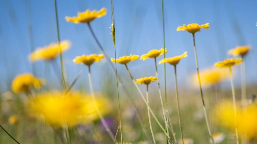 Kuru çiçekçilik sanatıyla baharın renkleri evlere taşınıyor 6