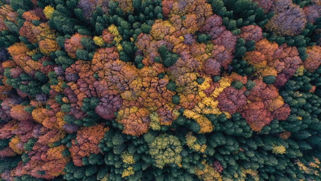 Uludağ'da sonbahar renkleri hakim oldu 4