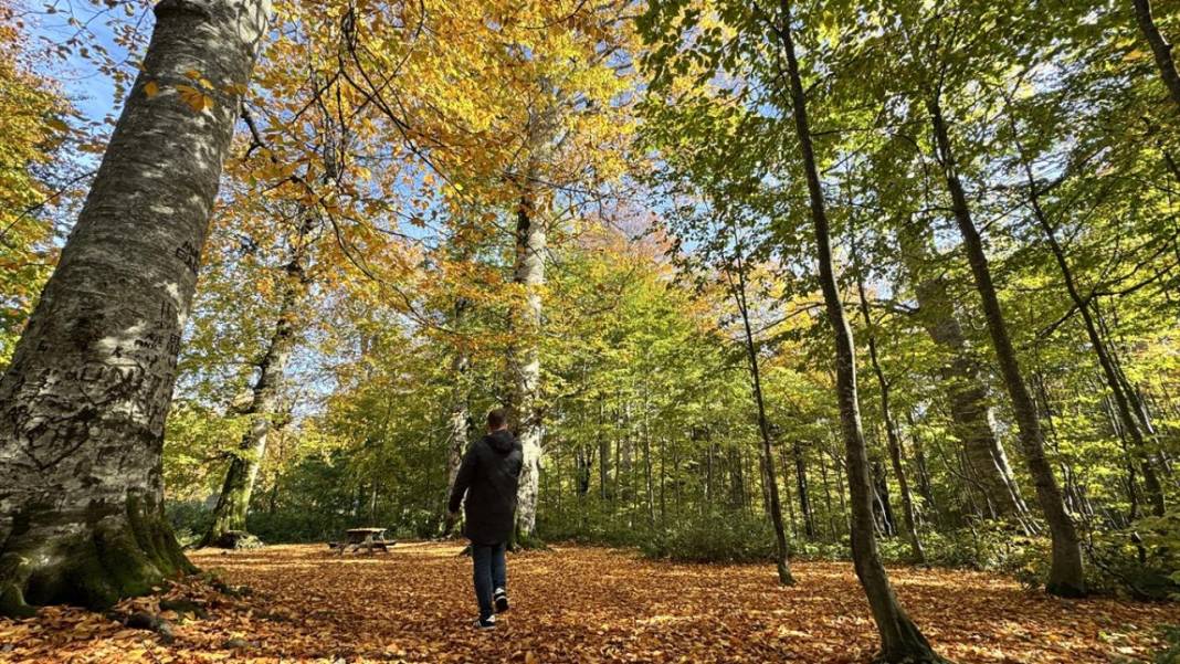 Teleferikten 360 derecelik açıyla sonbahar renkleri 4