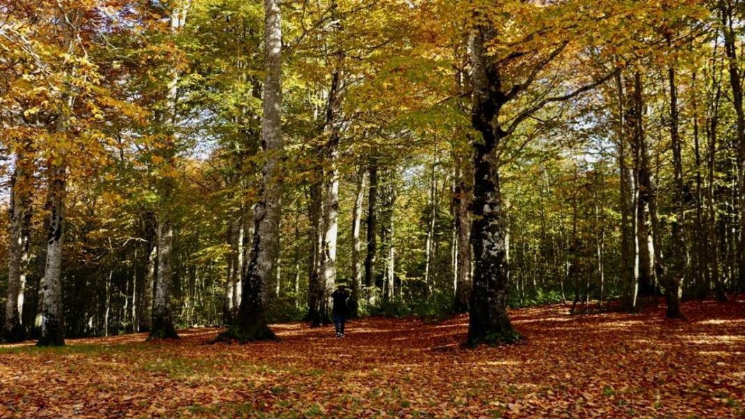 Teleferikten 360 derecelik açıyla sonbahar renkleri 6