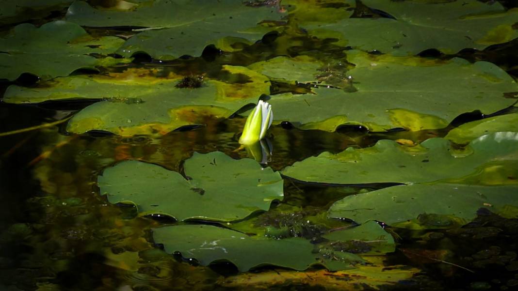 Büyük Melen Çayı havzasında İlahi Sanat sergisi 12