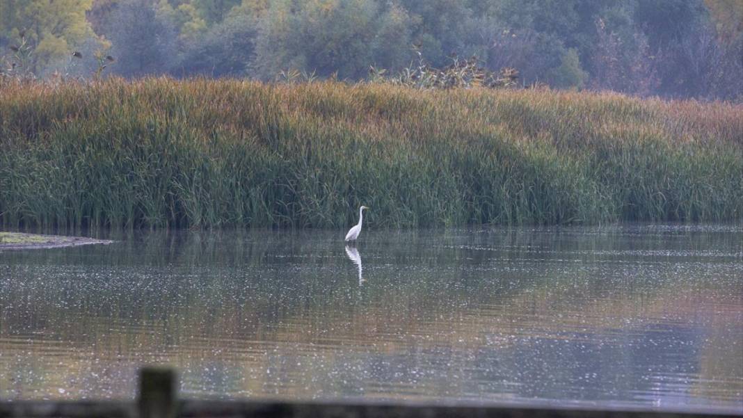 Yeniçağa Gölü Kuş Cenneti'nde sonbahar renkleri hakim oldu 10