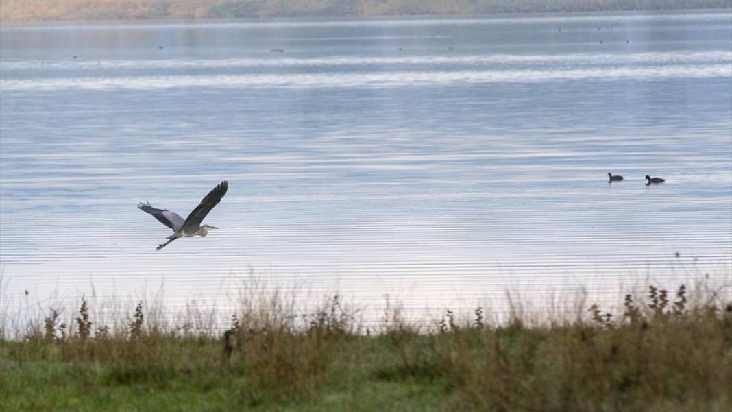 Yeniçağa Gölü Kuş Cenneti'nde sonbahar renkleri hakim oldu 12