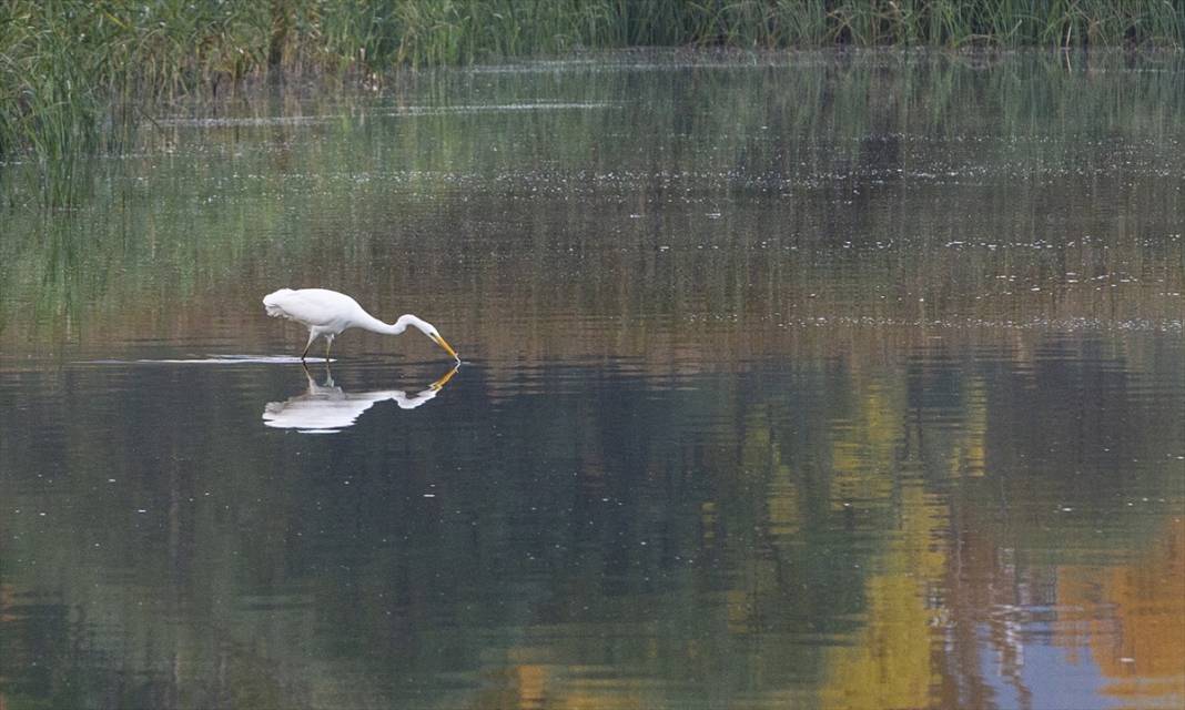 Yeniçağa Gölü Kuş Cenneti'nde sonbahar renkleri hakim oldu 2