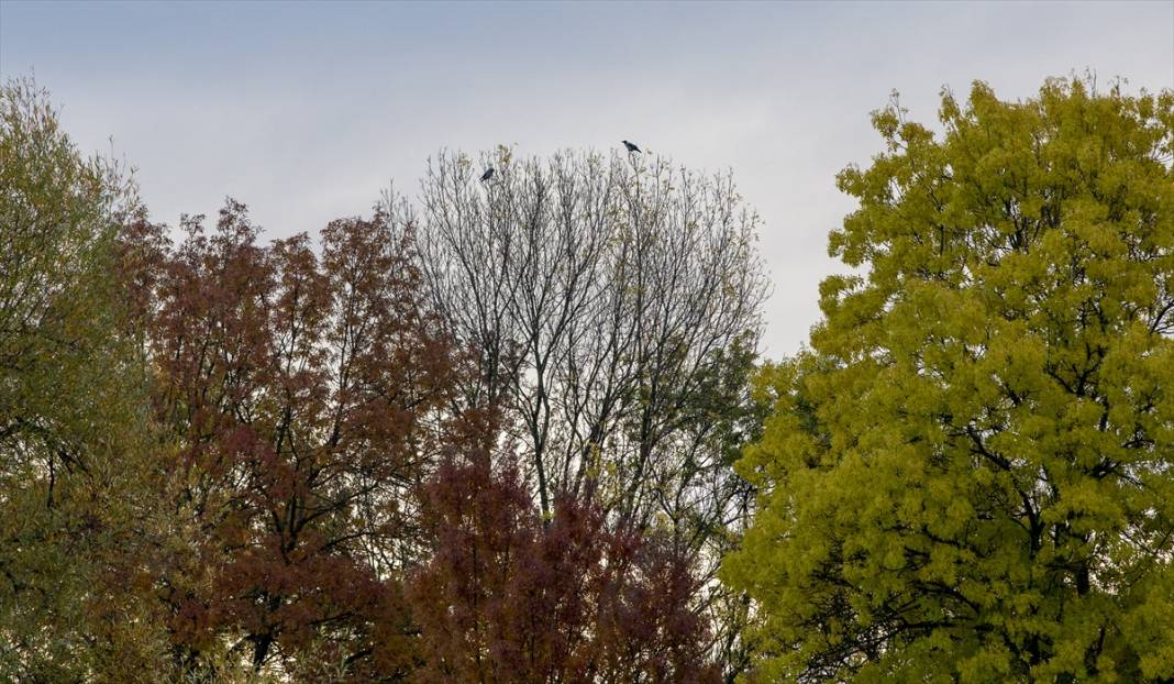 Yeniçağa Gölü Kuş Cenneti'nde sonbahar renkleri hakim oldu 3