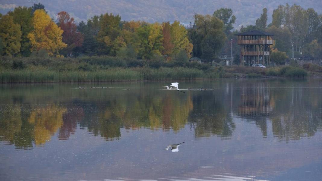 Yeniçağa Gölü Kuş Cenneti'nde sonbahar renkleri hakim oldu 4