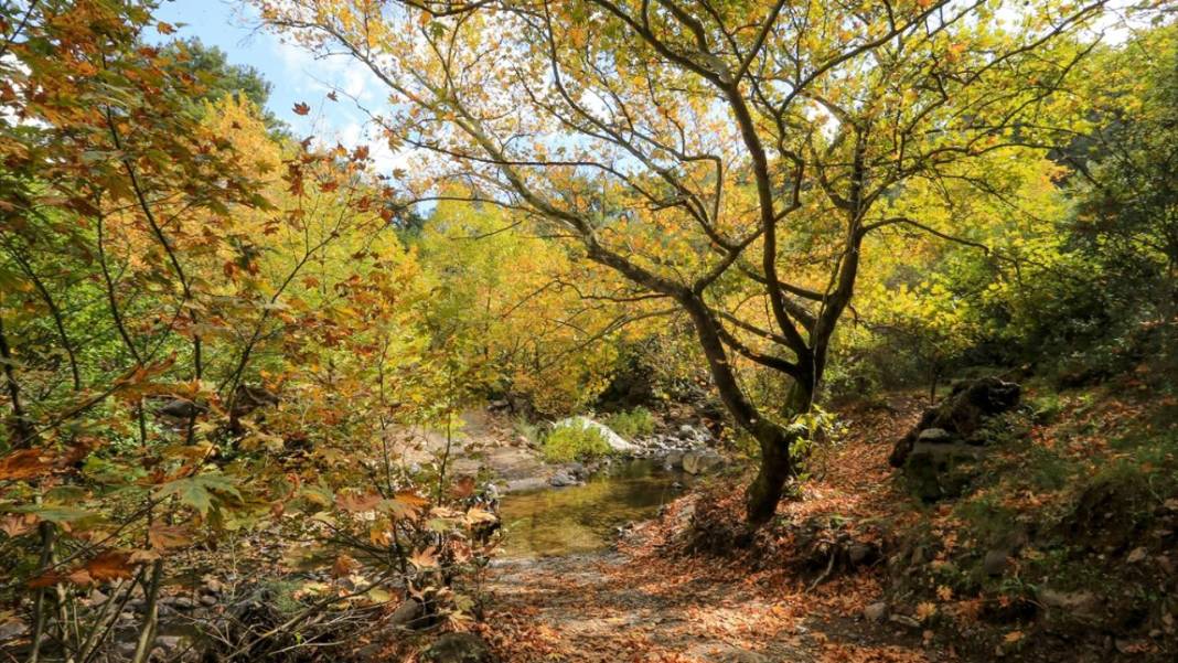 Yunt Dağları hazan rengine büründü 7