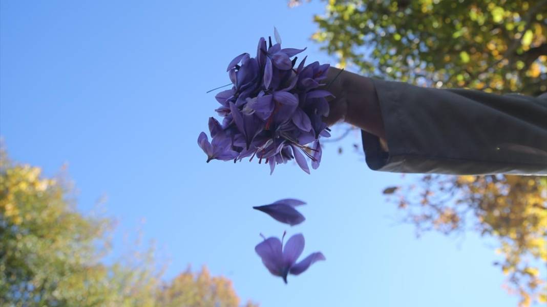 Karabük'te safran hasadı sürüyor 1
