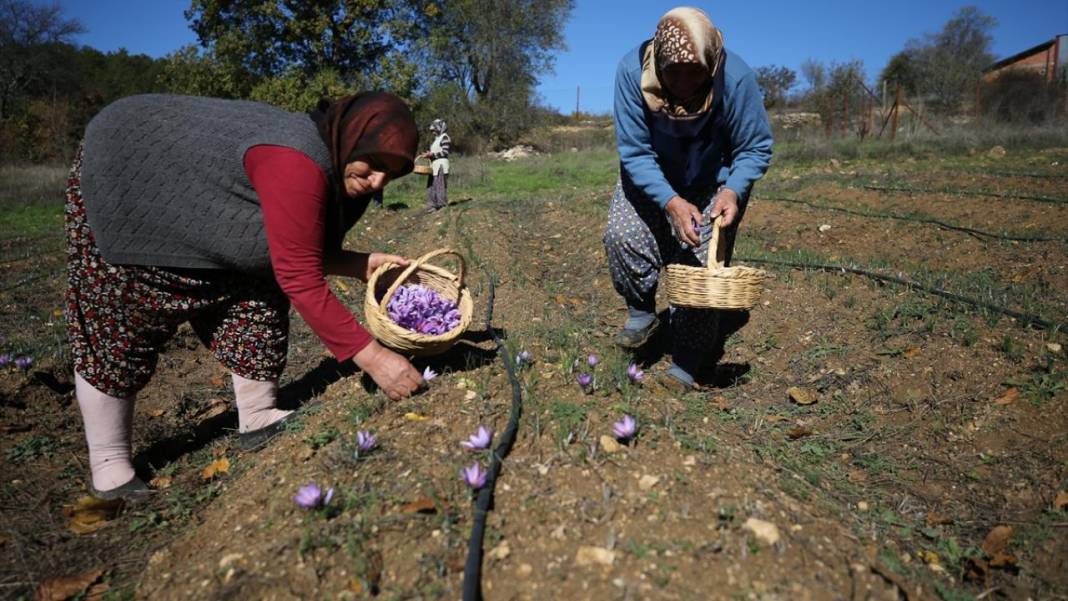 Karabük'te safran hasadı sürüyor 10
