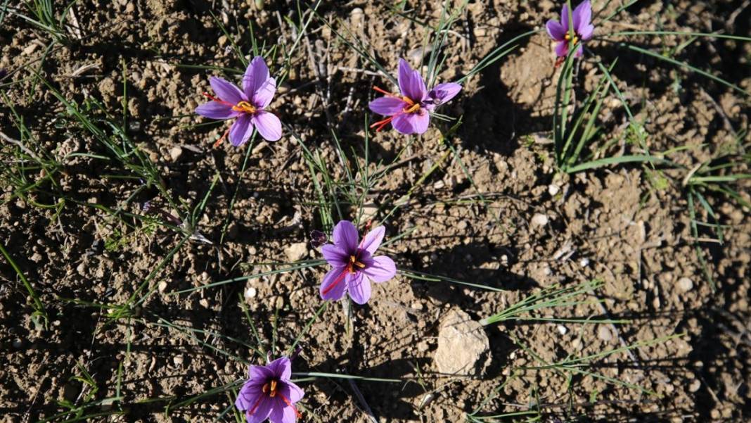 Karabük'te safran hasadı sürüyor 11
