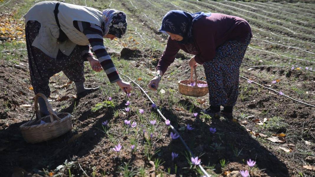 Karabük'te safran hasadı sürüyor 12