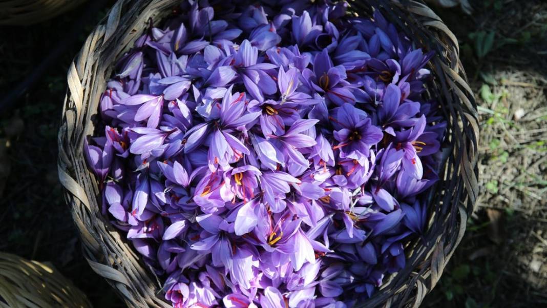 Karabük'te safran hasadı sürüyor 2