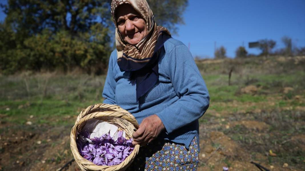 Karabük'te safran hasadı sürüyor 3