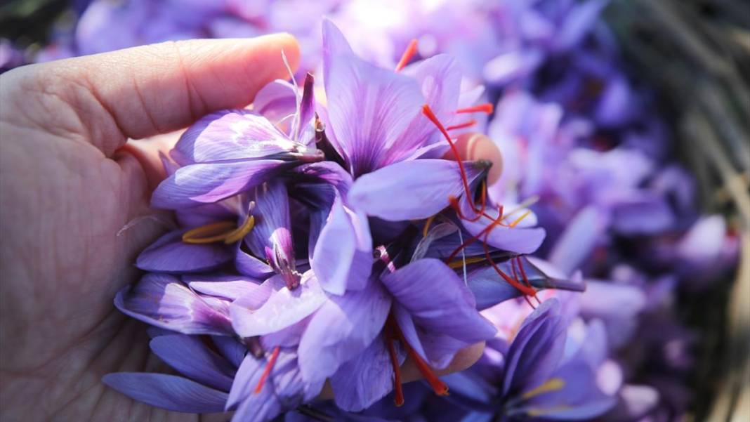 Karabük'te safran hasadı sürüyor 4